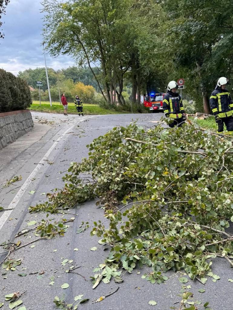 H1, Baum zur Hälfte beseitigt
