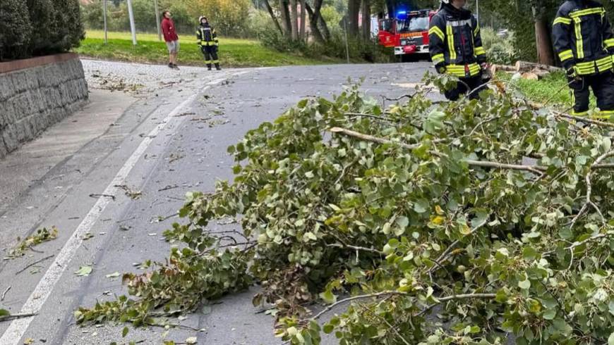 H1, Baum zur Hälfte beseitigt